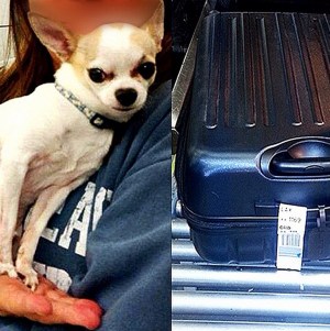 The TSA posted this photo of the Chihuahua on Instragram March 6, 2015, with the caption "#TSATravelTips - Ay, #Chihuahua! "