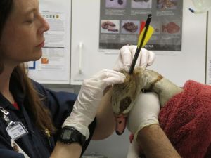 Dr. Kristi Krause on April 15, 2015, examines an Egyptian goose that was found with an arrow through its neck. (Credit: O.C. Animal Care)