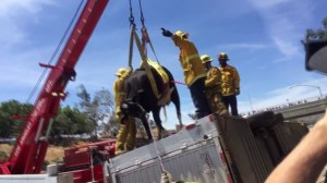 A cow was hoisted from an overturned trailer after a crash on the 210 Freeway in Sylmar on April 29, 2015. (Credit: Christina Pascucci / KTLA)