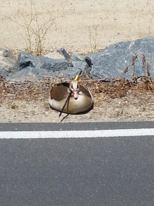 An Egyptian goose was spotted with an arrow through its neck in Anaheim Hills. (Credit: Lauren Bradshaw)