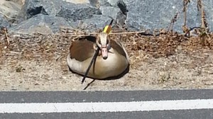 An Egyptian goose was spotted with an arrow through its neck in Anaheim Hills. (Credit: Lauren Bradshaw)