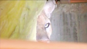 The mountain lion known as P-22 was captured on video hiding beneath a crawl space of a home in Los Feliz. 