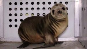 A seal was recovered after four men allegedly abducted its sibling from Dockweiler State Beach on April 19, 2015. (Credit: Loudlabs)