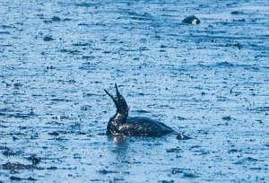 An oil-soaked bird is photographed near the shore at Refugio State Beach Tuesday. (Credit: Lara Cooper)