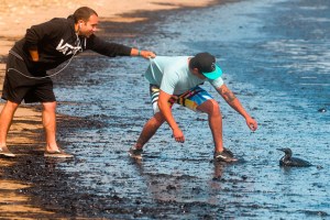 Two people try to rescue an oil-soaked bird near the shore at Refugio State Beach Tuesday. (Credit: Lara Cooper)