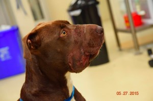 Caitlyn, a 15-month old Chocolate Staffie mix, was found with black electrical tape wound around her muzzle in North Charleston, South Carolina. (Credit: Charleston Animal Society)