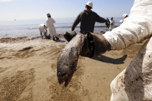 A crew member holds a dead fish as West Coast Environmental crews bag oiled sand at Refugio State Beach. (Credit: Al Seib / Los Angeles Times)