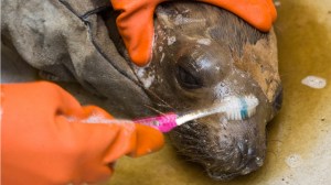 A rescue team at SeaWorld was caring for an oiled sea lion affected by the spill in Santa Barbara. (Credit: SeaWorld San Diego)