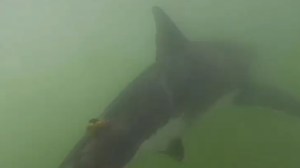 Stunning GoPro video captured a shark swimming in Sunset Harbor on May 11, 2015. (Credit: Orange County Sheriff's Department) 