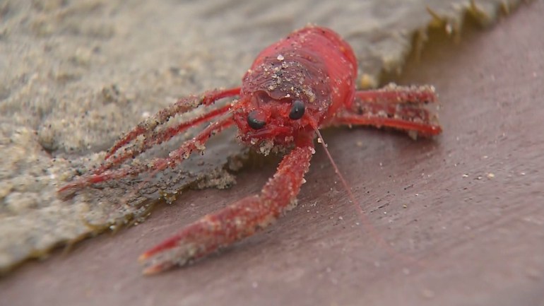A single live red crab is surrounded by thousands of dead crabs in Dana Point June 14, 2015. (Credit: KTLA)