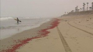 Thousands of dead or dying red crabs washed up onto the sand at Huntington Beach on June 15, 2015. (Credit: KTLA)