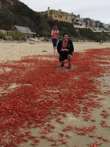 Donna Kalez of Dana Wharf Sportfishing & Whale Watching provided this photo of herself standing amid thousands of red crabs at Strands Beach in Dana Point on June 14, 2015. 