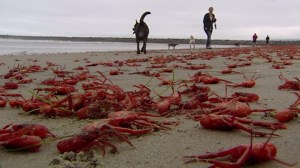 Crabs appeared on Ocean Beach in San Diego County on June 12, 2015. (Credit: KFMB)