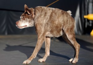 Quasi Modo, whom the owner claims has a back too short for its body, made his debut at The World's Ugliest Dog Competition in Petaluma, California on June 20, 2014. (Credit: Josh Edelson/AFP/Getty Images)