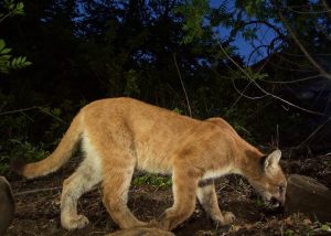 A photo posted June 22, 2015, by the Santa Monica Mountains National Recreation Area shows an unmarked kitten of P-39 who is about 7 months old.