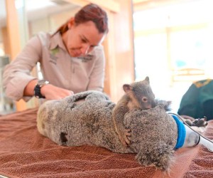 After being hit by a car on a highway west of Brisbane, Phantom and his mother, Lizzy, were taken to the animal hospital in Beerwah, Queensland. (Credit: Australia Zoo Wildlife Hospital)