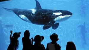 A killer whale is pictured at one of SeaWorld's theme parks. (Credit: Don Bartletti/Los Angeles Times)