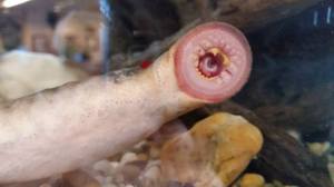 A lamprey is shown latched on to the fish tank glass in Fairbanks office of the Alaska Department of Fish and Game, which posted this photo on Facebook June 3, 2015.