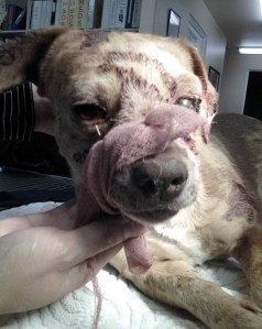 Rusty was rushed him to the VCA Valley Animal Medical Center in Indio for emergency treatment. But Rusty had been injured too badly and died two days later. (Credit: RCDAS)