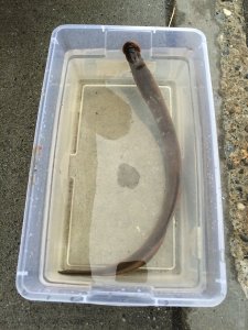 A lamprey is shown in a plastic container of water. (Credit: Alaska Department of Fish & Game)