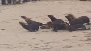 More than a dozen sea lions that were sickened by chlorine poisoning in April at a Laguna Beach facility were released back into the ocean on June 2, 2015. (Credit: KTLA)