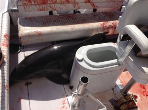 A dolphin jumped onto a boat off Dana Point on June 21, 2015, injuring a woman on board. (Credit: Dirk Frickman)
