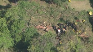 A tree fell next to Kidspace museum in Pasadena, injuring two children and one adult on July 28, 2015. (Credit: KTLA)