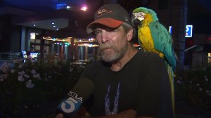 Tim Tiehen, aka "the Birdman," spoke to KTLA on Aug. 19, 2015. (Credit: KTLA)