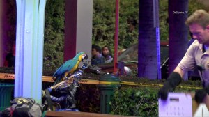 A parrot apparently owned by a stabbing victim is taken into custody near Disneyland on Aug. 23, 2015. (Credit: OnScene.TV)