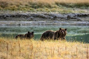 A grizzly bear mother and her cub walk near Pelican Creek on Oct. 8, 2012, in the Yellowstone National Park. (Credit: KAREN BLEIER/AFP/GettyImage)