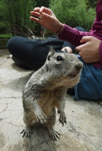 A squirrel begs for food at Yosemite National Park on June 4, 2015. (Credit: MARK RALSTON/AFP/Getty Images) 