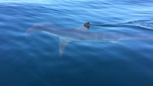 San Diego lifeguards ordered a stretch of beach in La Jolla closed Saturday afternoon after a confirmed sighting of an 8- to 10-foot hammerhead shark. (Credit: San Diego Fire-Rescue Department)