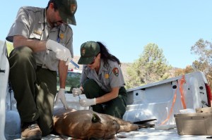 Dr. Seth Riley, left, and Joanne Moriarty prepare to conduct a necropsy on P-32. (Credit: National Park Service)