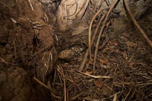 P-43 is shown in a den in thick brush near Malibu Creek State Park. (Credit: Santa Monica Mountains National Recreation Area)