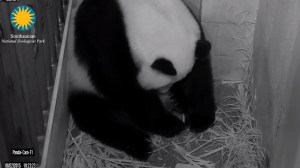 Mei Xiang is seen in a screenshot from the National Zoo's live "panda cam" on Saturday, Aug. 22, 2015. (Credit: Smithsonian Institution)