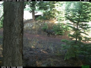 A remote trail camera captured images of a large canid in Siskiyou County in July 2015, and the animal is believed to be a gray wolf. (Credit: California Department of Fish and Wildlife)