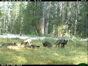 A trail camera shot dated Aug. 9, 2015, shows five gray wolf pups in Northern California. (Credit: CDFW)