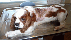 The L.A. County Sheriff's Department released this photo of a cavalier King Charles spaniel that was burned in an apparent chemical attack. 