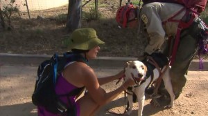 A dog that fell from a trail about Altadena was reunited with his owner on Sept. 22, 2015. (Credit: KTLA)
