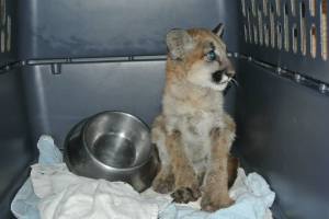 A mountain lion kitten rescued from the Butte Fire area was recovering. He's shown in a photo posted Sept. 22, 2015, by CDFW.