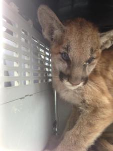 The kitten is shown shortly after being rescued on Sept. 14, 2015, from the Butte Fire area. (Credit: CDFW)