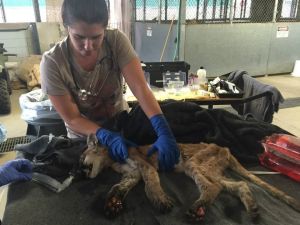 An injured mountain lion gets treatment after being rescued by the edge of the Butte Fire. (Credit: CDFW)