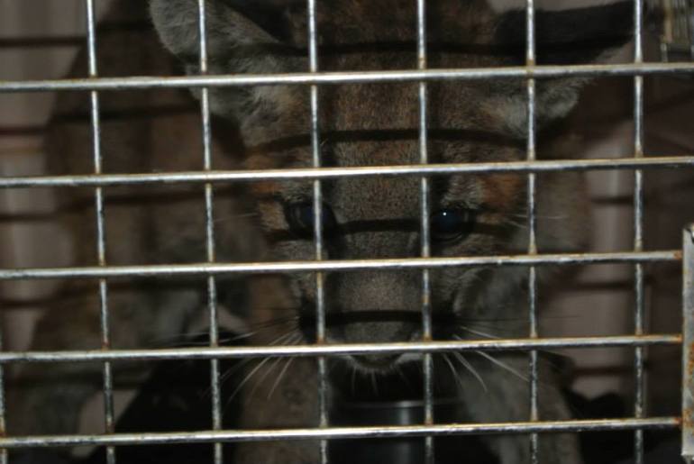 The kitten is shown after being placed in a transport crate before being moved to a private facility. (Credit: CDFW)