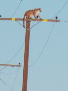 A mountain lion was spotted atop a power pole in Lucerne Valley on Sept. 29, 2015. (Credit: Peter Day/Victor Valley Daily Press)