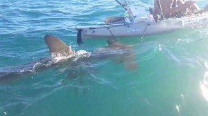 Video captured a shark encounter off Dana Point on Sept. 13, 2015. (Credit: Bill Morales)