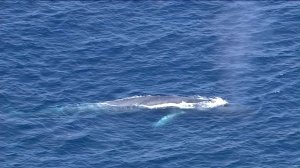 A blue whale is seen in waters off San Pedro's Point Fermin on Friday, Sept. 4, 2015. (Credit: KTLA)