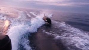 A killer whale is seen chasing a boat off the coast of San Diego on Sept. 10, 2015. (Credit: Ben / ViralHog.com)