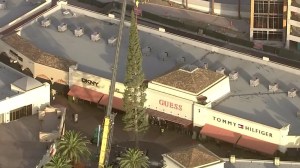 Crews were working to put up the Christmas tree at Citadel Outlets in Commerce on Oct. 19, 2015. (Credit: KTLA)