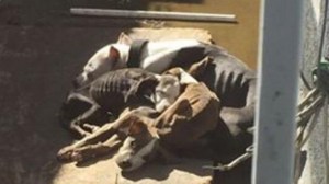 A photo taken by a neighbor that went viral captured the heart-wrenching sight of four dogs -- barely more than skin and bones -- huddling together in a backyard in Pico Rivera. (Credit: Janette Gonzalez)