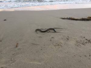 Another photo shows a yellow-bellied sea snake spotted in the Oxnard area on Oct. 15, 2015. (Credit: Anna Iker)
